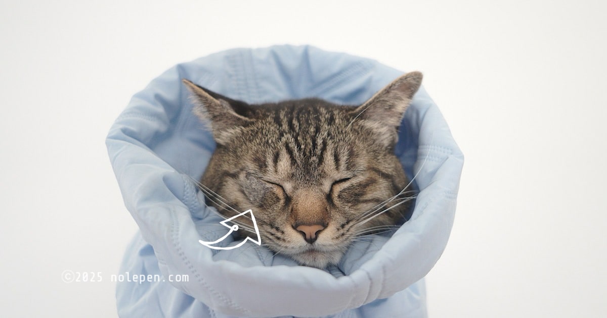 耳だけだったはずの真菌（猫カビ）は勢力拡大、目の下が酷いことに！