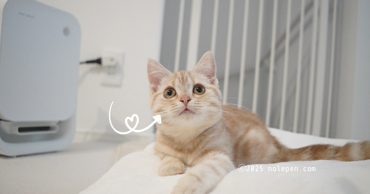 飼い主の顔の写真はNGなので代わりに可愛いお転婆娘らのでお許しを！