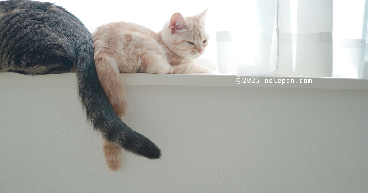 冬の束の間の陽射しを求めて窓に集合！日向ぼっこ中の兄妹猫たち