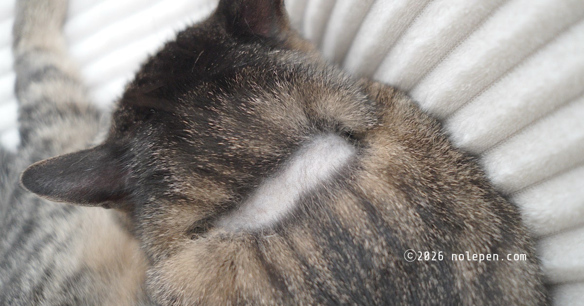 【2025年11月15日】真菌（猫カビ）治療中、甘えん坊のれの首の状態