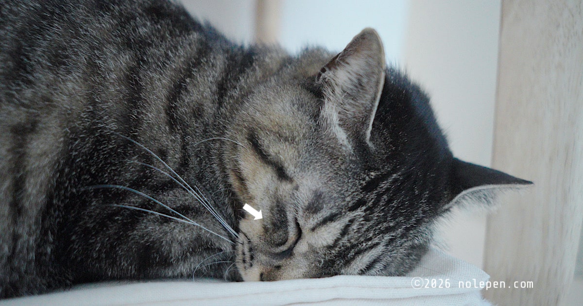 酷かった目の下の真菌（猫カビ）も毛がふさふさになってきた愛猫のれ