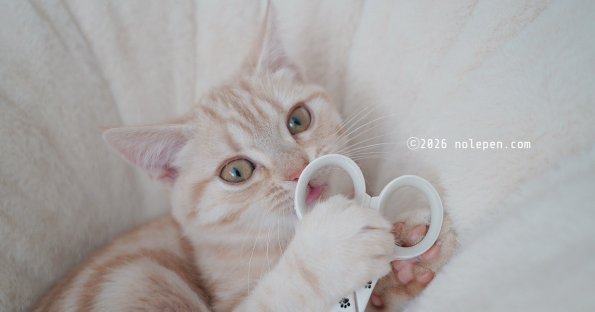 可愛く舌ペロしても容赦しません！笑