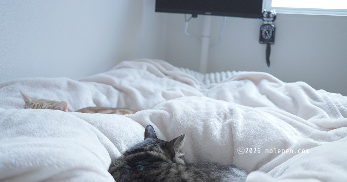 のれ&らの、猫ふたりとだらだらタイム