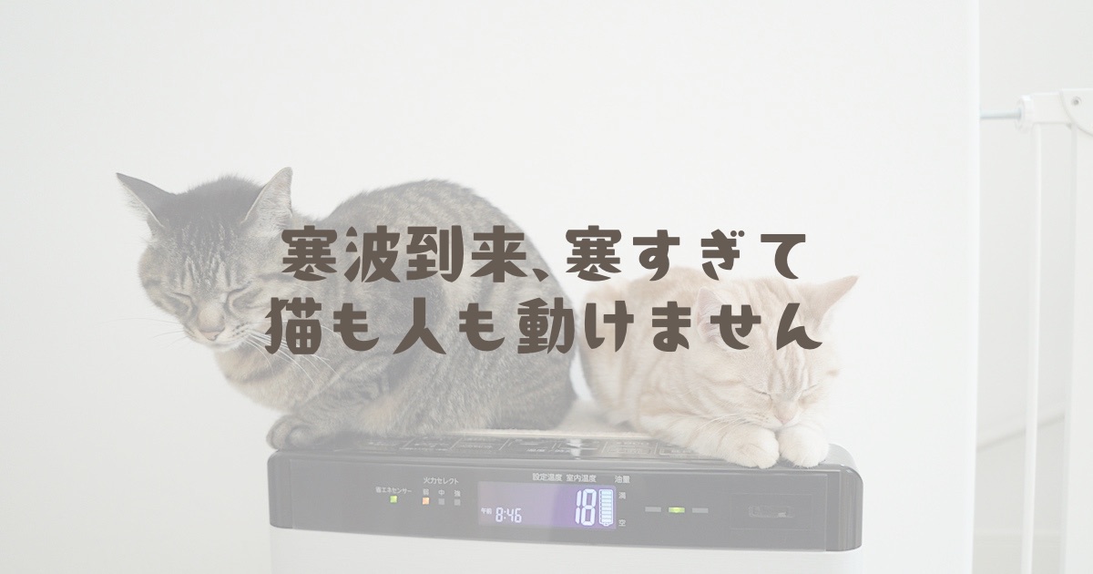 寒波到来、寒すぎて猫も人も動けません