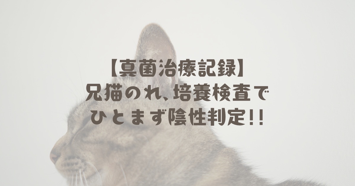 【真菌治療記録】兄猫のれ、培養検査でひとまず陰性判定!!