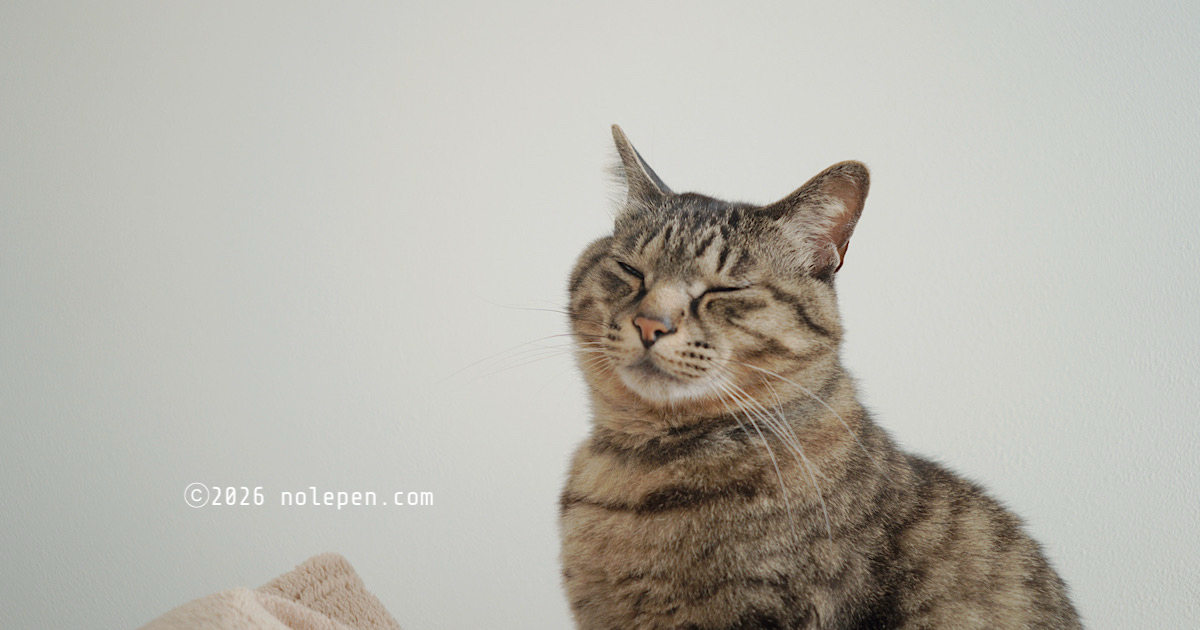 真菌(猫カビ)治療を始めて2ヶ月ちょっと、1回目の陰性に!!