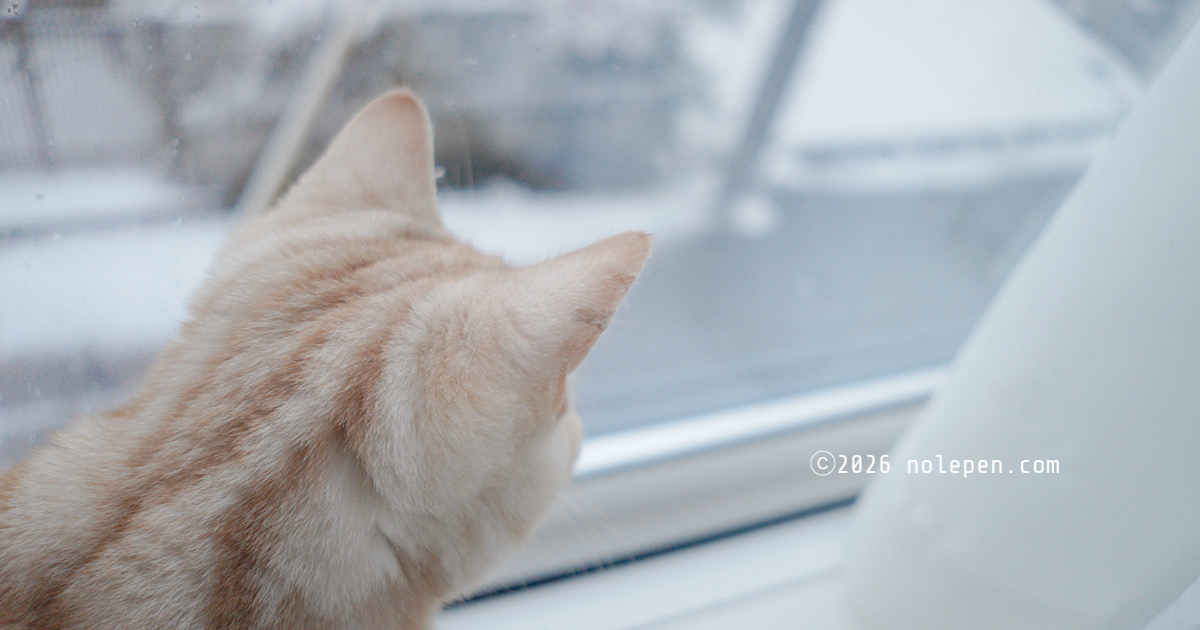 白い大きな雪が落ちる様子が気になるお転婆らの