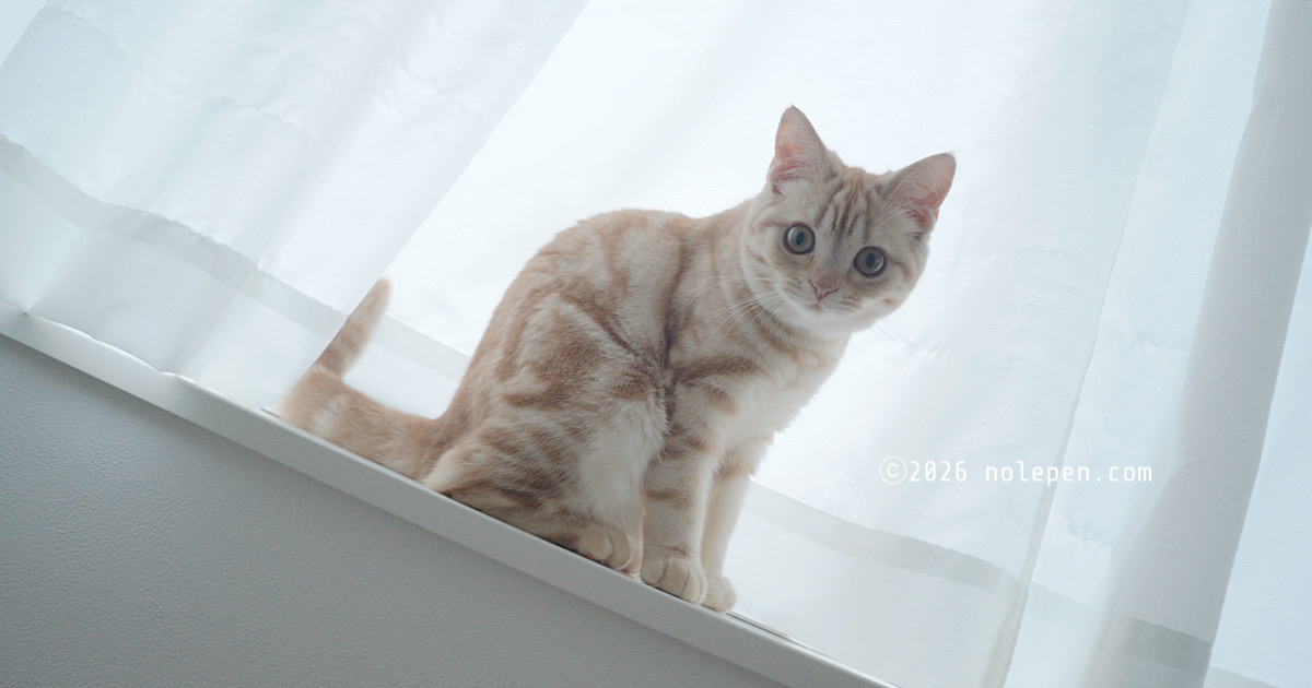 わたち、7ヶ月になりまちた!!成長したかにゃ？