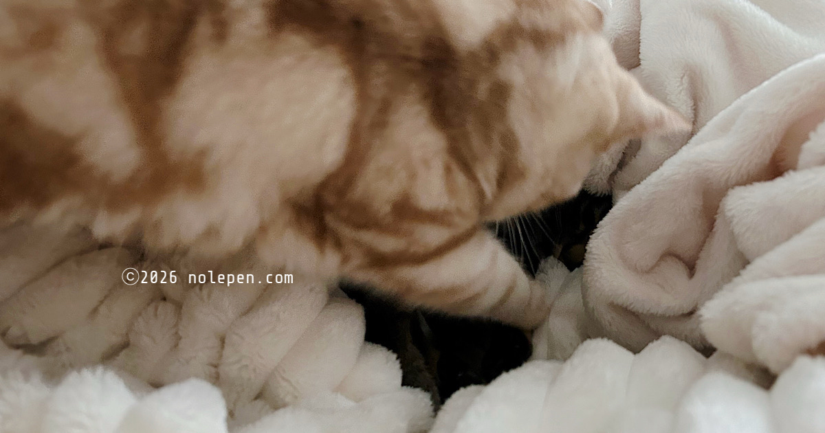 まだ起きたくない兄のれを起こしに来たお転婆妹猫らの