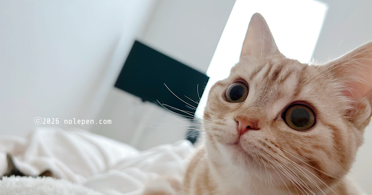 なかなか起き上がれない飼い主と心配で来てくれたふたり
