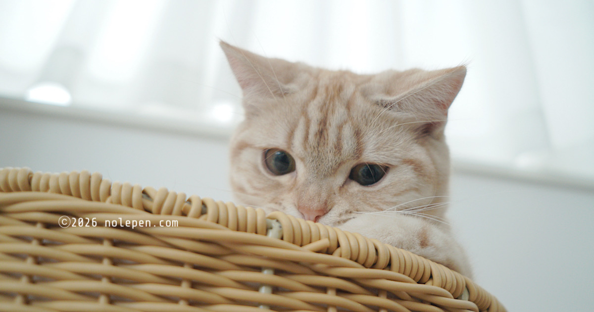 らのの目標は…猫カビ培養検査で1回目の陰性判定！