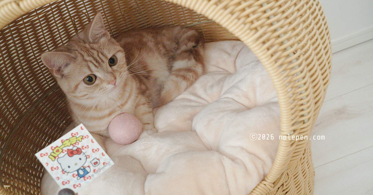 キティ×お転婆らの!ねこ×ねこで記念撮影