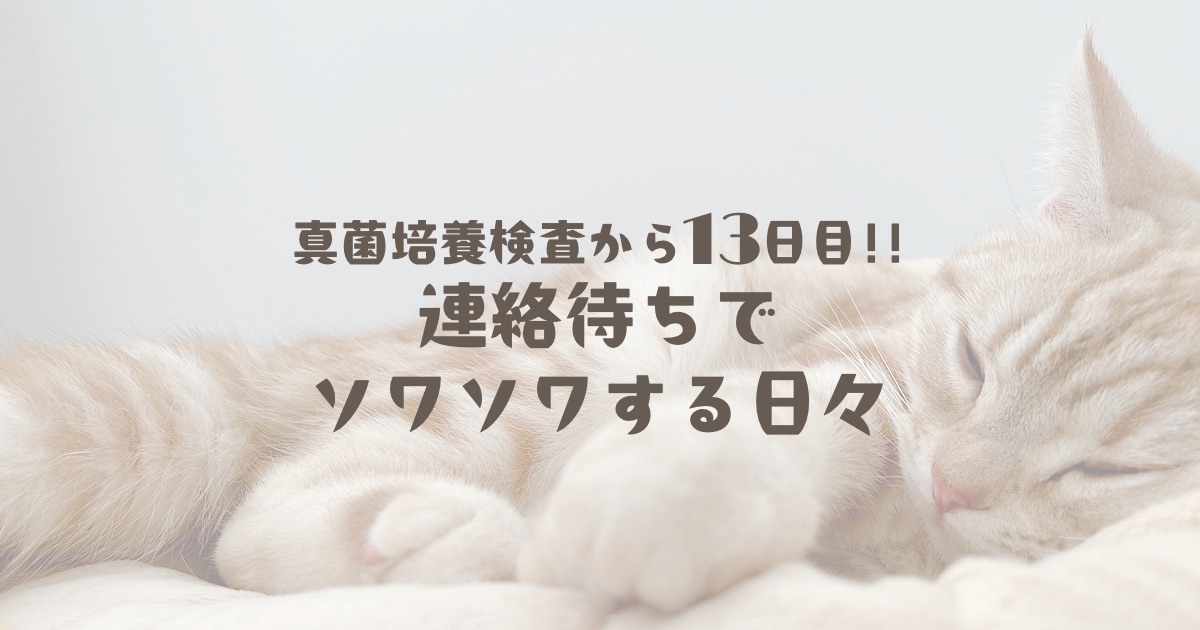 真菌培養検査から13日目！