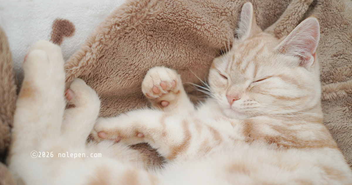 猫カビ卒業したいにゃ～、なんて夢を見ているお転婆らの
