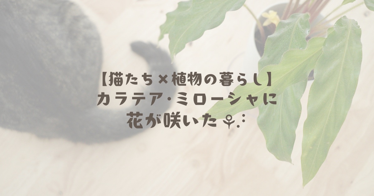 【猫たち×植物の暮らし】カラテア・ミローシャに花が咲いた
