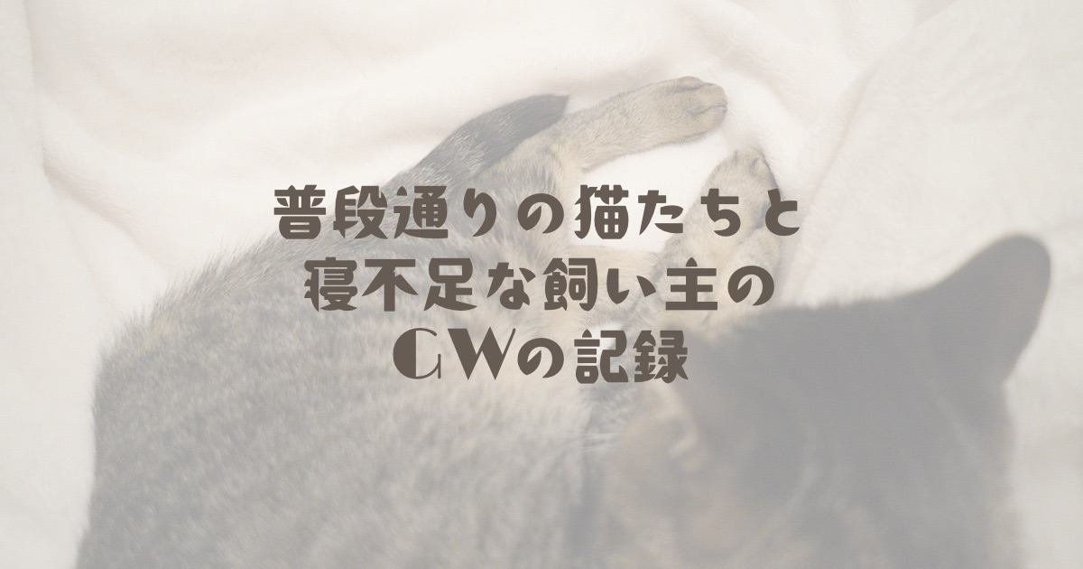 GWの記録!普段通りの猫たちと、寝不足な飼い主