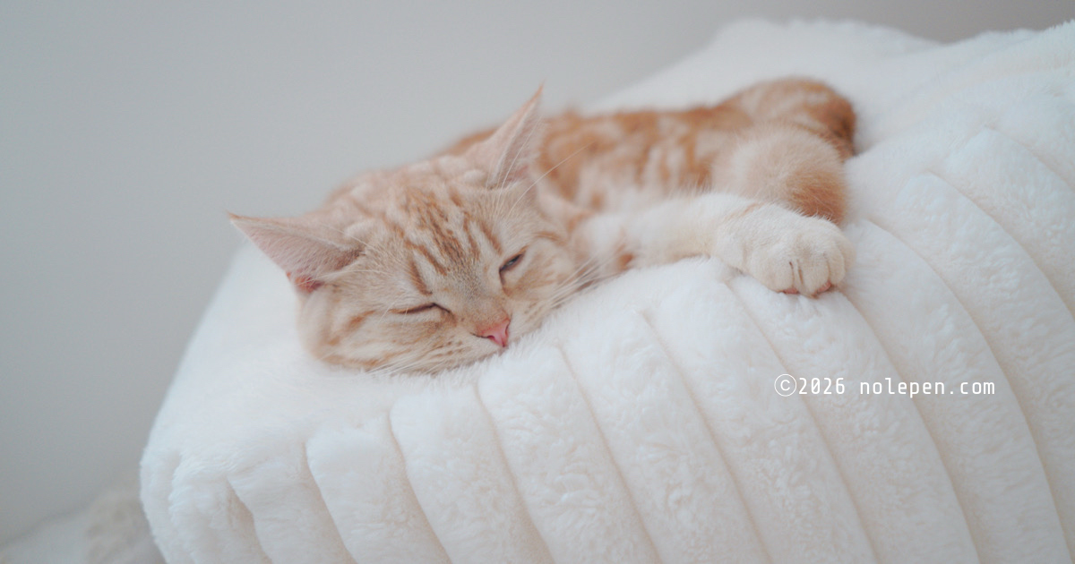 6ヶ月21日の猫カビ治療！らの、良く頑張りました。