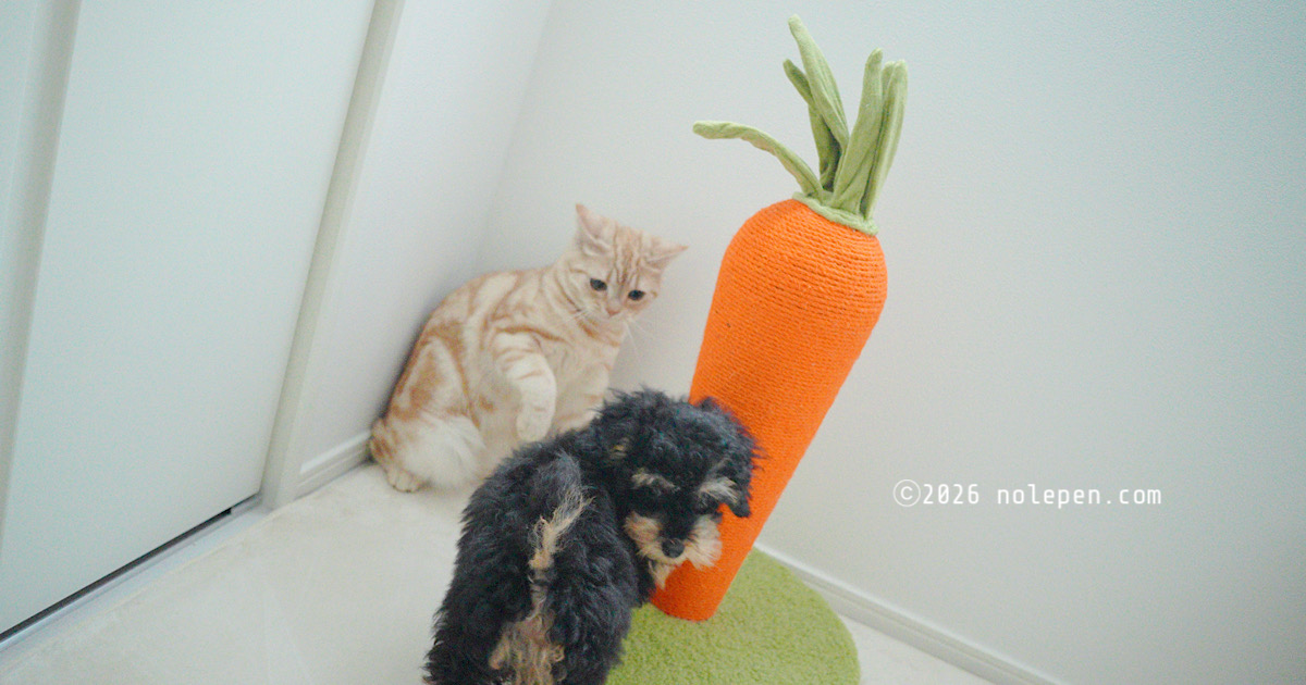 「まだまだ遊びたい盛り」子猫らのvs「距離感分からず突撃」子犬ぽに