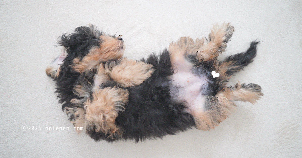 おまた、おっぴろげー！へそ天で眠る愛犬ぽに