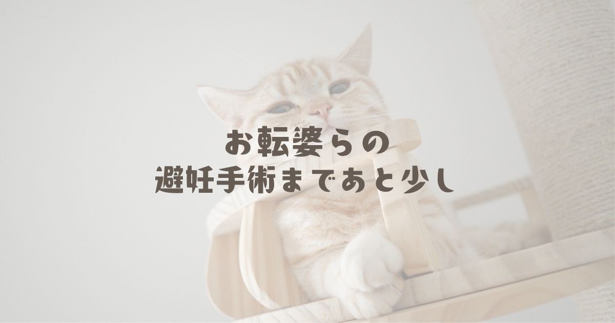 お転婆らの、避妊手術まであと少し