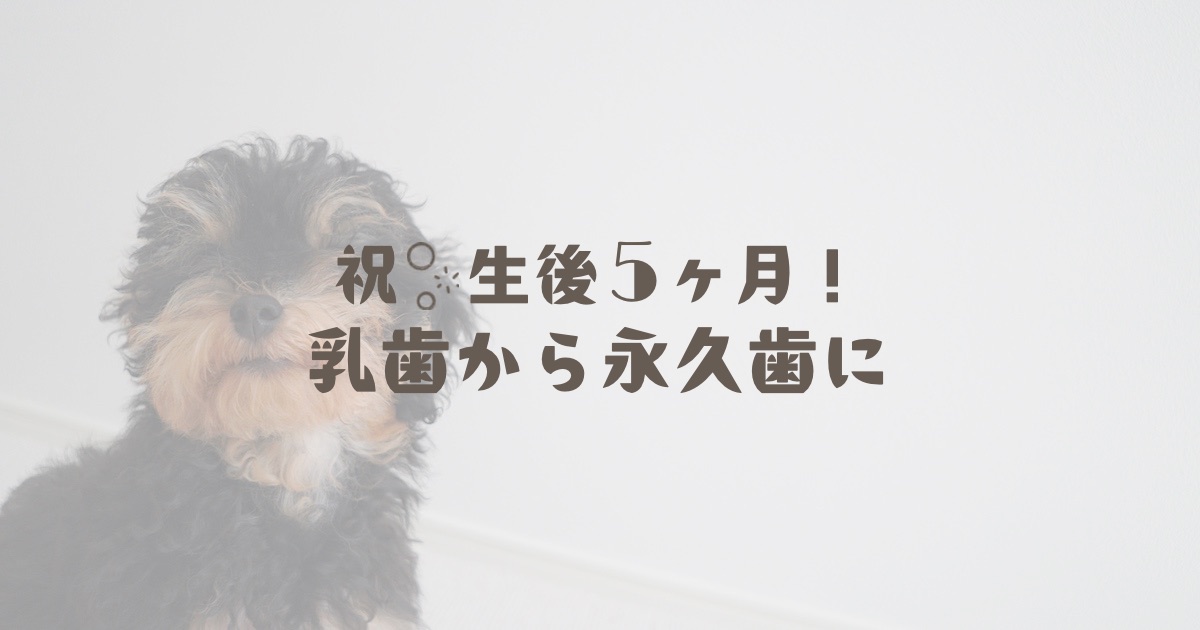 愛犬ぽに、祝5ヶ月!乳歯から永久歯に