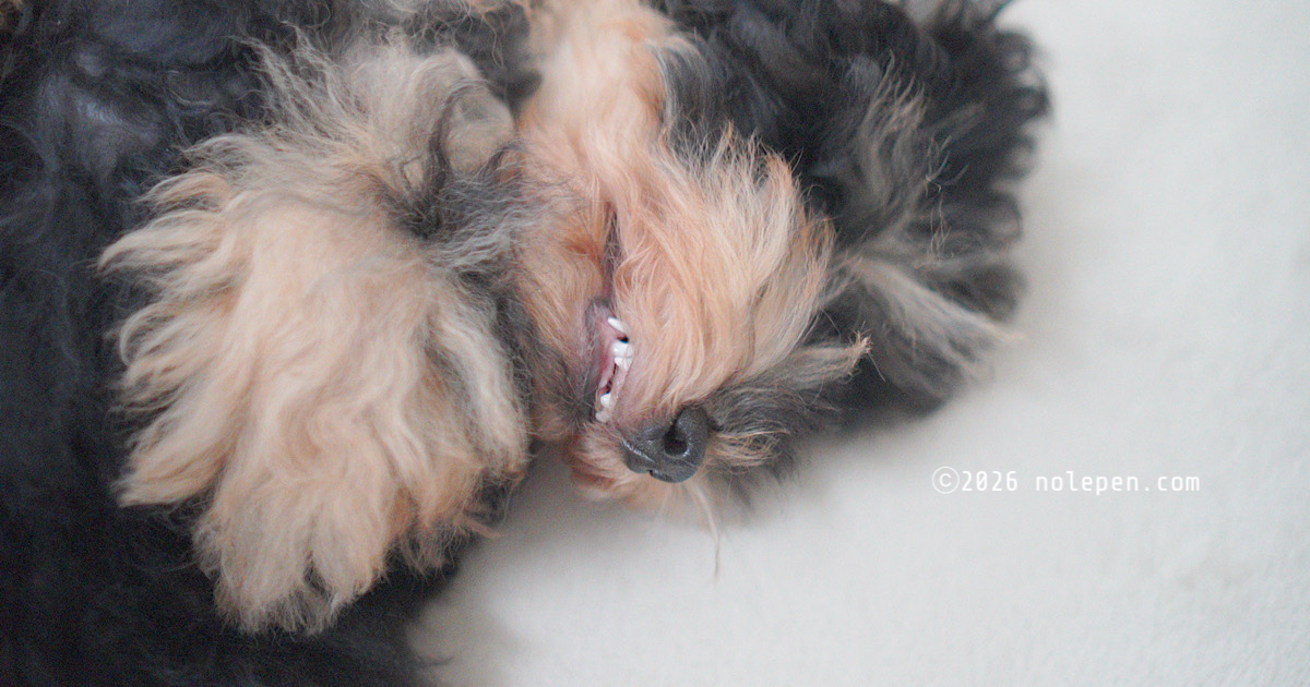 暴れん坊で小さいな怪獣のような愛犬ぽに