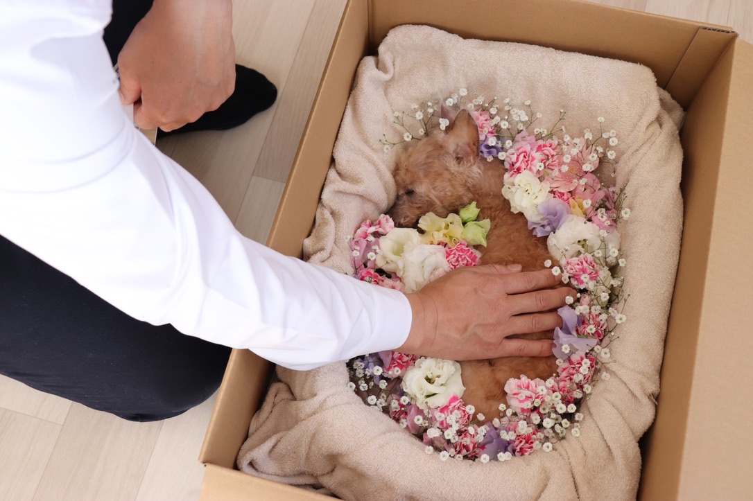 愛犬の死と向き合う nomad channel’s blog 愛犬の死と向き合う nomad channel’s blog