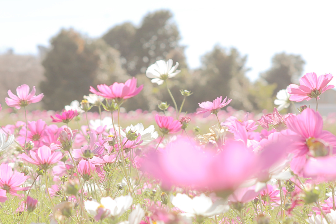 f:id:nomadchannel:20201118235734j:plain