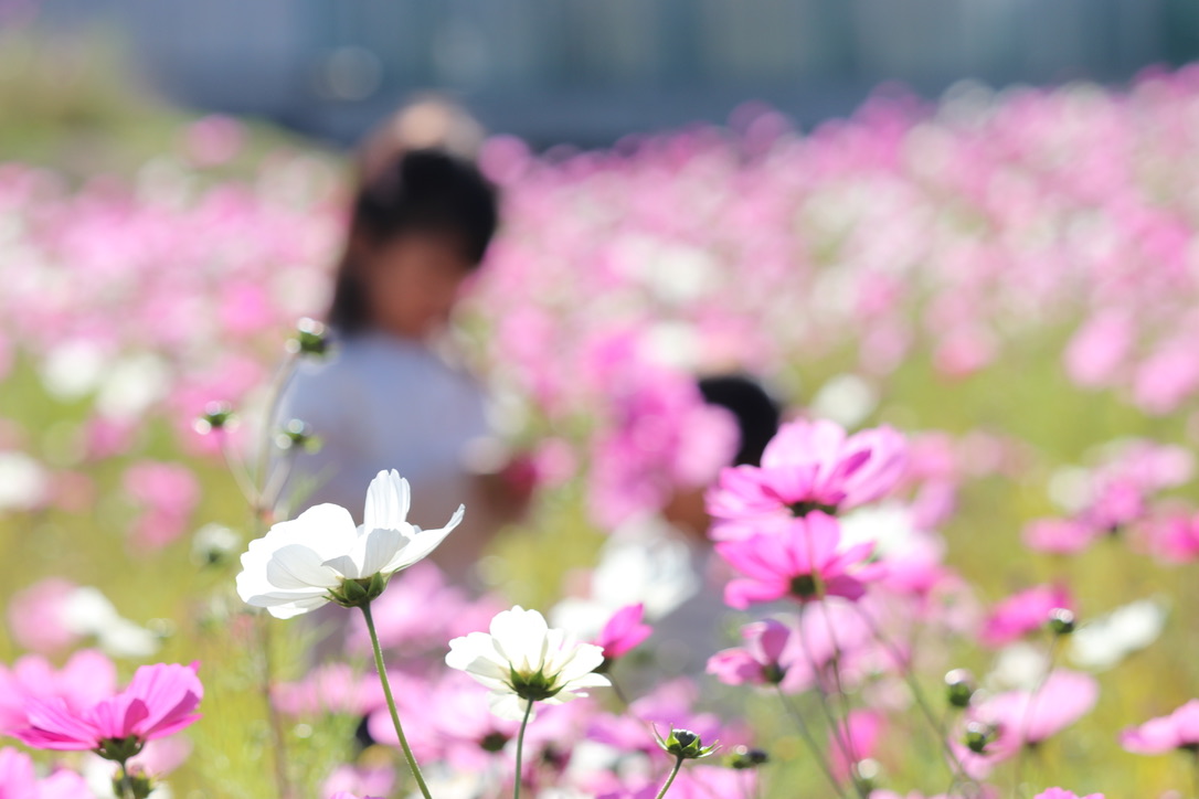f:id:nomadchannel:20201118235818j:plain