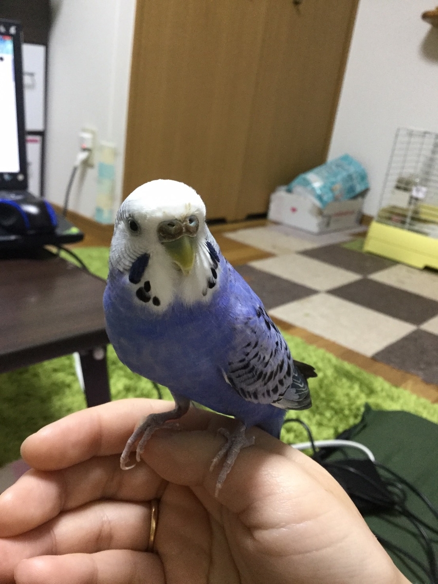 f:id:nomatari:20190718151140j:plain