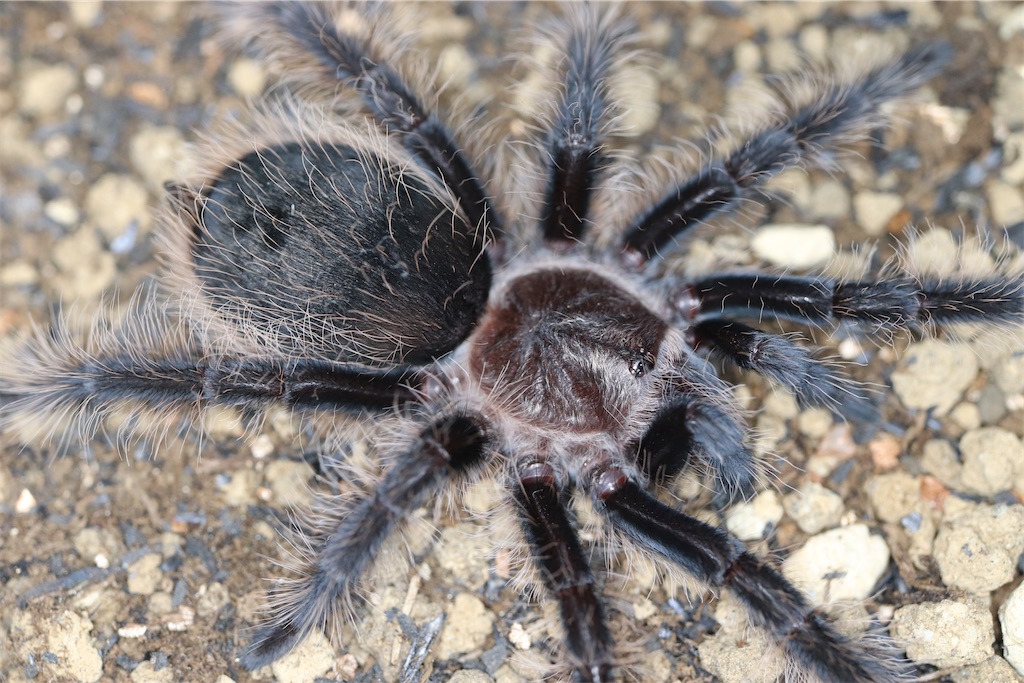 カーリーヘアタランチュラ Tliltocatl Albopilosusが脱皮したので ちょっと紹介 Nomeのタランチュラ飼育ブログ カーリーヘアタランチュラ Tliltocatl Albopilosusが脱皮したので ちょっと紹介 Nomeのタランチュラ飼育ブログ