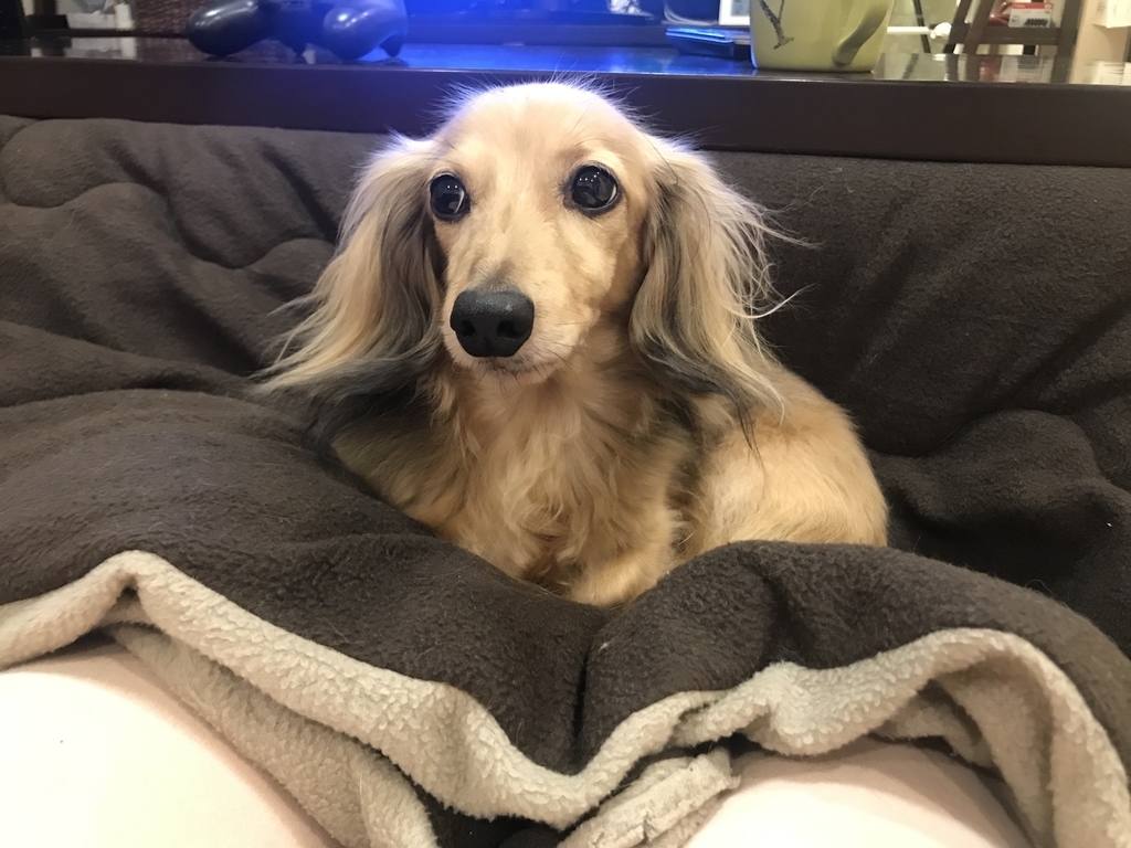 世界一かわいいうちの子 犬 を判定するaiを作る のみゾーン