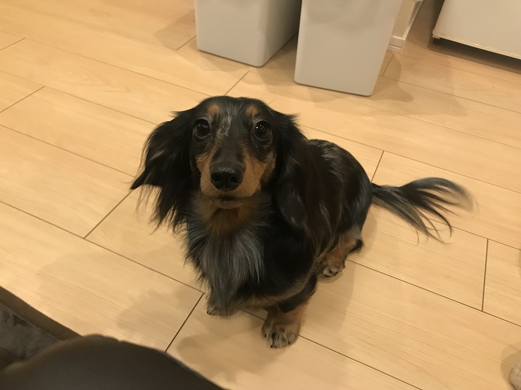 f:id:nomizooon:20181214102832j:plain