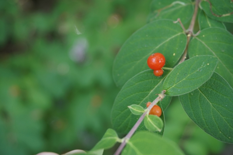 f:id:nomotatsu:20150621102619j:plain f:id:nomotatsu:20150621102619j:plain