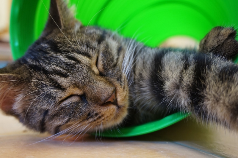 f:id:nomotatsu:20150621102635j:plain f:id:nomotatsu:20150621102635j:plain