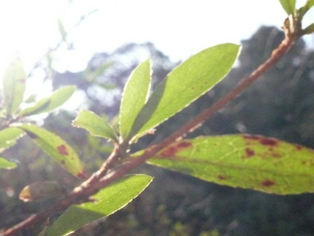 f:id:nomrakenta:20090207122034j:image