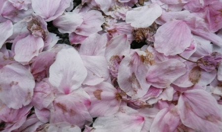 f:id:nomrakenta:20090412114815j:image