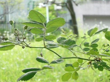 f:id:nomrakenta:20090607152001j:image