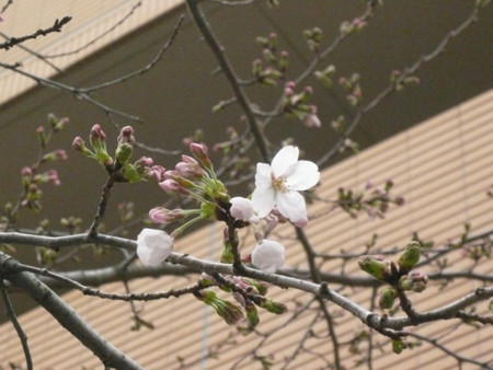 f:id:nomrakenta:20100321102556j:image
