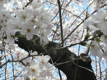 f:id:nomrakenta:20100403114628j:image