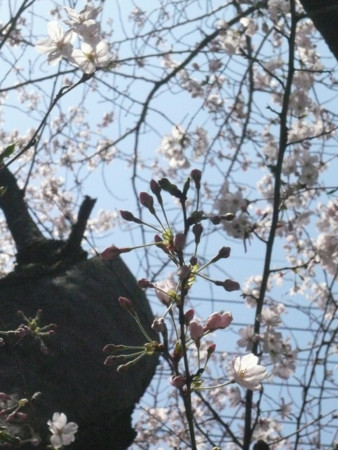 f:id:nomrakenta:20100403114645j:image