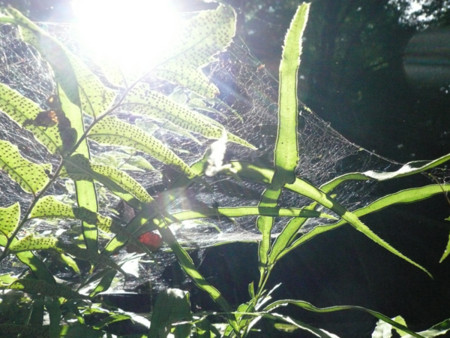 f:id:nomrakenta:20100717094924j:image