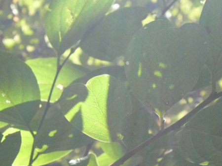 f:id:nomrakenta:20101002095153j:image
