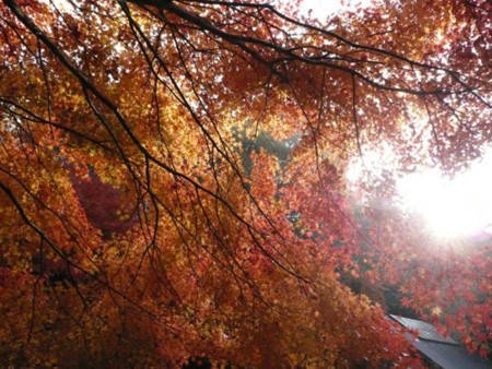 f:id:nomrakenta:20101120083211j:image
