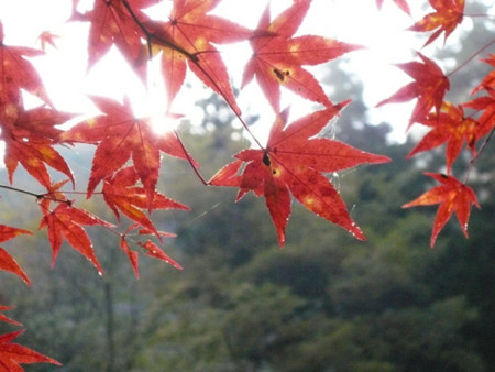 f:id:nomrakenta:20101120083249j:image