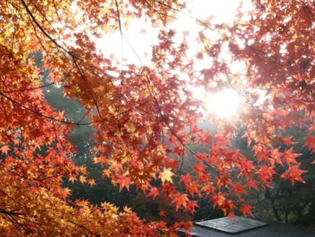 f:id:nomrakenta:20101120083319j:image