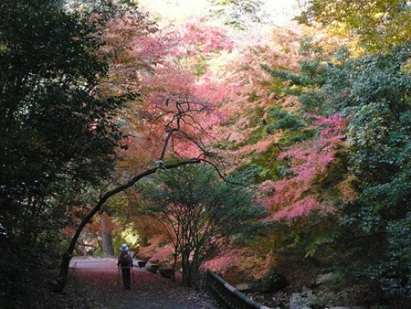 f:id:nomrakenta:20101120084051j:image