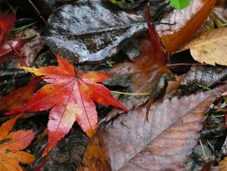 f:id:nomrakenta:20101120085525j:image