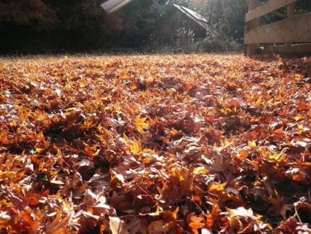 f:id:nomrakenta:20101127085534j:image
