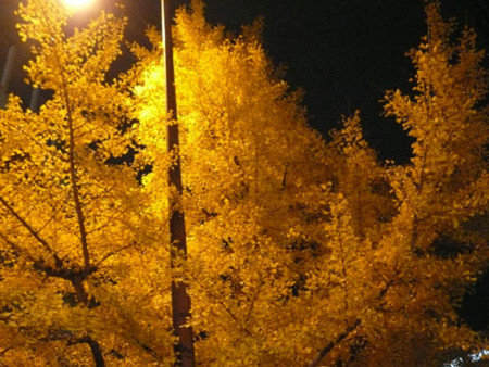 f:id:nomrakenta:20101130220048j:image f:id:nomrakenta:20101130220048j:image